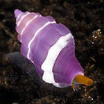 Hemilienardia goubini